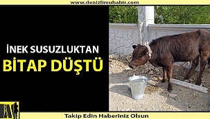 İNEĞİ ARACIN BAGAJINDA KAÇIRDILAR