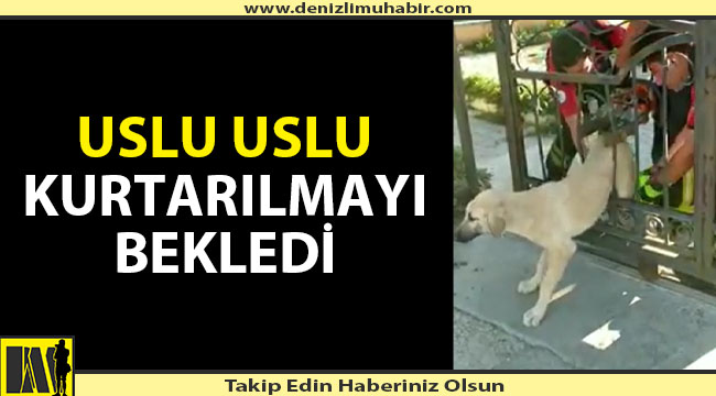 Kapıya Sıkışan Köpeği İtfaiye Kurtardı