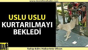 Kapıya Sıkışan Köpeği İtfaiye Kurtardı