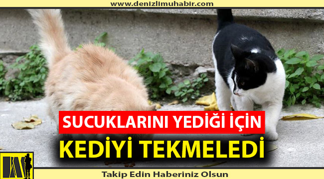 Kediyi Tekmeleyen Adama 900 Lira Ceza Kesildi