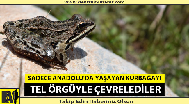 Tavas Kurbağası Koruma Altına Alındı