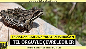 Tavas Kurbağası Koruma Altına Alındı