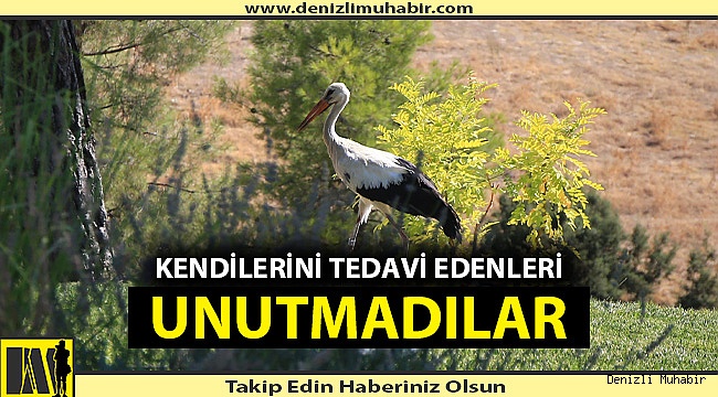 Denizli'de leylekler her sabah hekimlerini ziyaret ediyor
