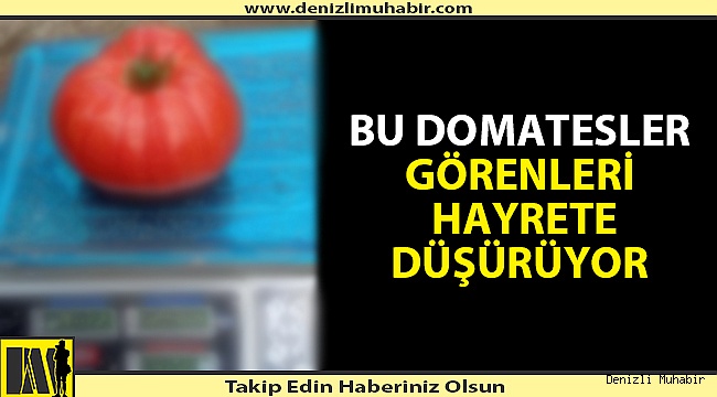 Denizli'de serada yetişen domatesler şaşkınlığa neden oldu