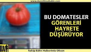 Denizli'de serada yetişen domatesler şaşkınlığa neden oldu