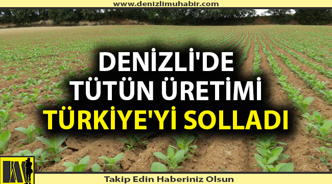 Denizli'de tütün üretimi Türkiye'yi solladı