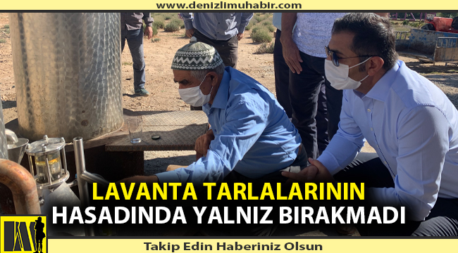 Lavanta tarlalarının hasadında yalnız bırakmadı