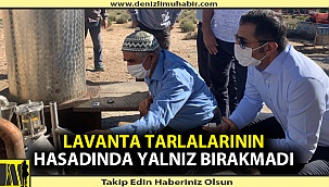 Lavanta tarlalarının hasadında yalnız bırakmadı