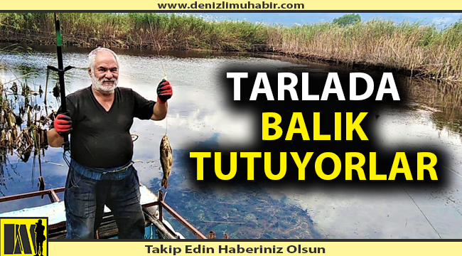 Tarlada balık keyfi