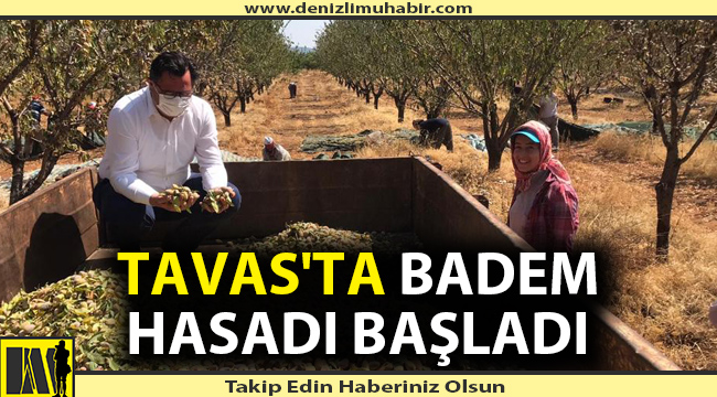 Tavas'ta badem hasadı başladı