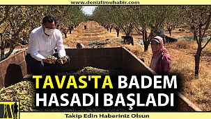 Tavas'ta badem hasadı başladı