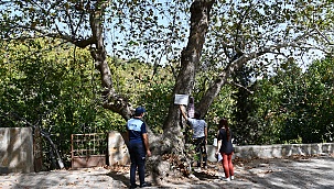 Asırlık Çınar Ağaçlarına ’anıt ağaç’ levhaları asıldı
