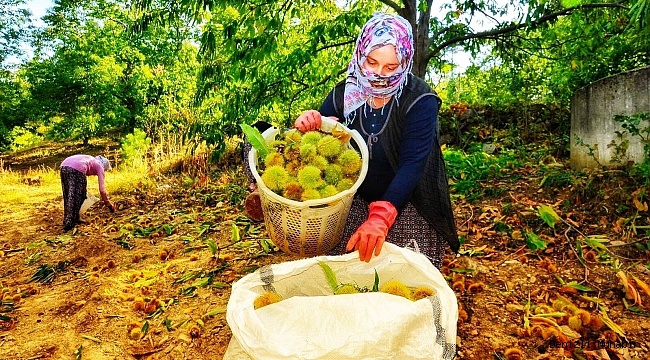 Buldan’da 810 dekarda kestane hasadı devam ediyor