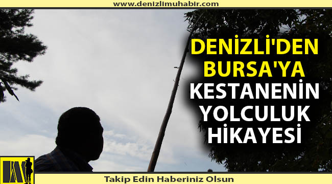 Bursa'nın kestanesi Denizli'den
