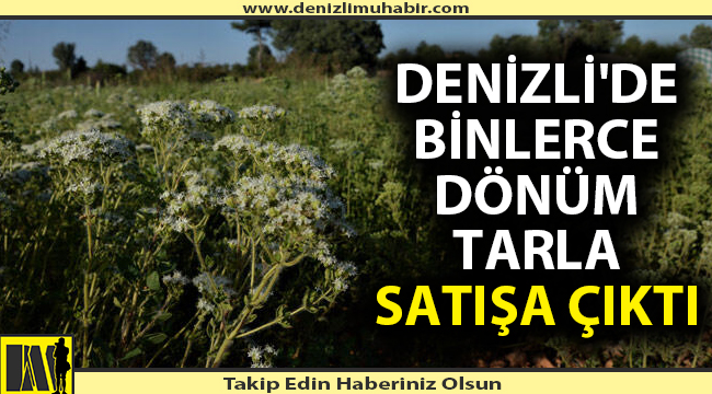 Denizli'de ekili tarlayı icradan satacaklar