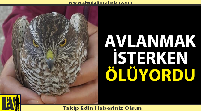 Denizli'de şahin avlanmak isterken canından oluyordu