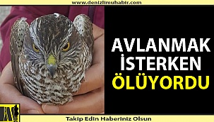 Denizli'de şahin avlanmak isterken canından oluyordu