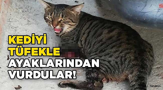 Kedinin ayağı koptu