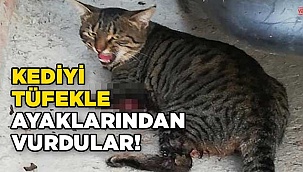 Kedinin ayağı koptu