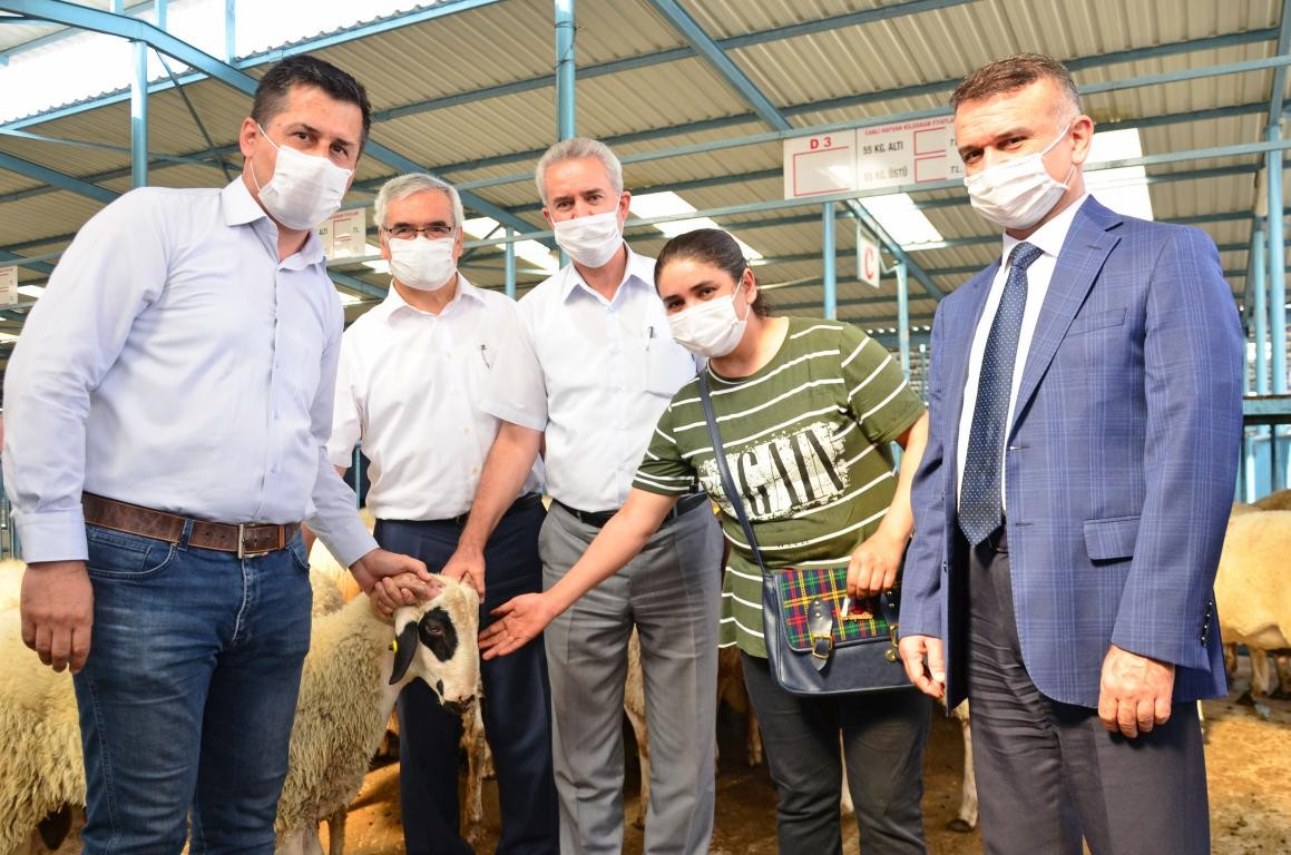 Pamukkale’de yetiştiricilere karya cinsi damızlık koç dağıtımı yapıldı