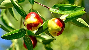 Şifa deposu hünnabın hasadı devam ediyor