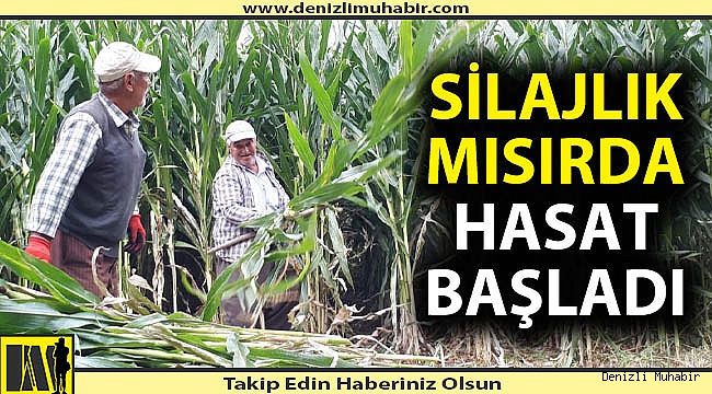 Silajlık mısırda hasat başladı