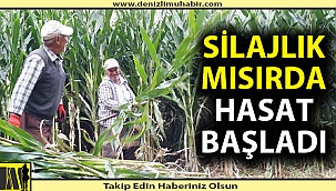 Silajlık mısırda hasat başladı