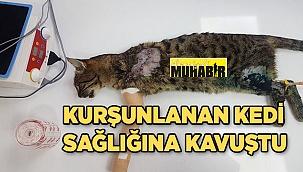 Vurulan kediye Hayvan Dostları sahip çıktı