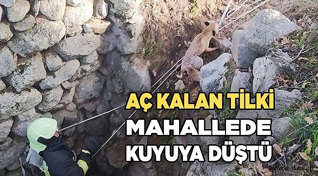 Aç kalan tilki indiği mahallede kuyuya düştü