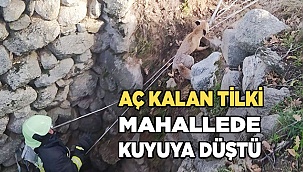 Aç kalan tilki indiği mahallede kuyuya düştü