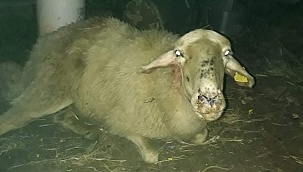Arılarının ardından 5 koyunu telef oldu