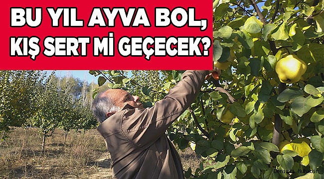 Ayvanın bol olmasıyla beraber kış sert geçecek
