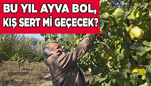 Ayvanın bol olmasıyla beraber kış sert geçecek
