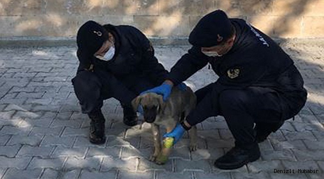 Bacağı kırılan yaralı köpeğe jandarma yardım eli uzattı