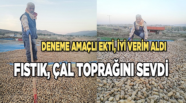 FISTIK, ÇAL TOPRAĞINI SEVDİ