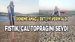 FISTIK, ÇAL TOPRAĞINI SEVDİ