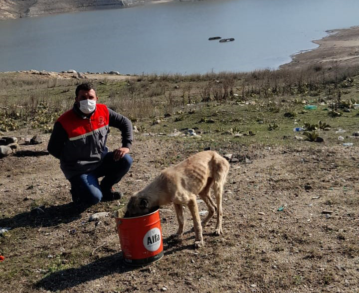 Ölüme terk edilen köpeklere Buldan Belediyesi sahip çıktı