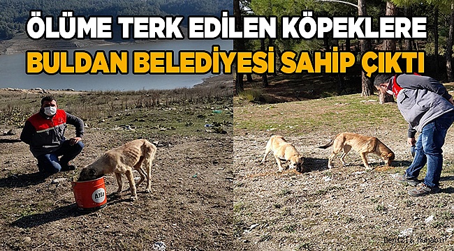 Ölüme terk edilen köpeklere Buldan Belediyesi sahip çıktı