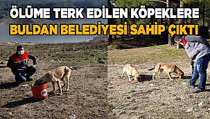 Ölüme terk edilen köpeklere Buldan Belediyesi sahip çıktı