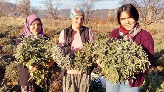 Korona virüs adaçayına ilgiyi arttırdı