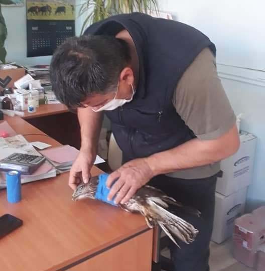 Yolda bulduğu yaralı şahini veterinere götürdü