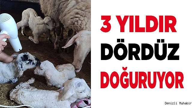 3 yıldır bir batında dördüz doğuruyor