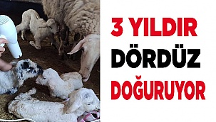 3 yıldır bir batında dördüz doğuruyor