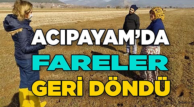 Acıpayam’ı yine fareler bastı