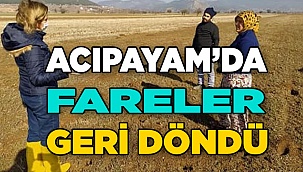 Acıpayam’ı yine fareler bastı