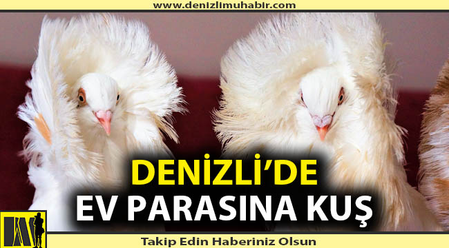 Bu kuşlar için ev verecekler!