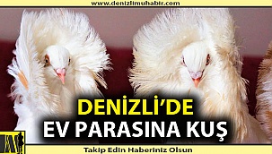Bu kuşlar için ev verecekler!