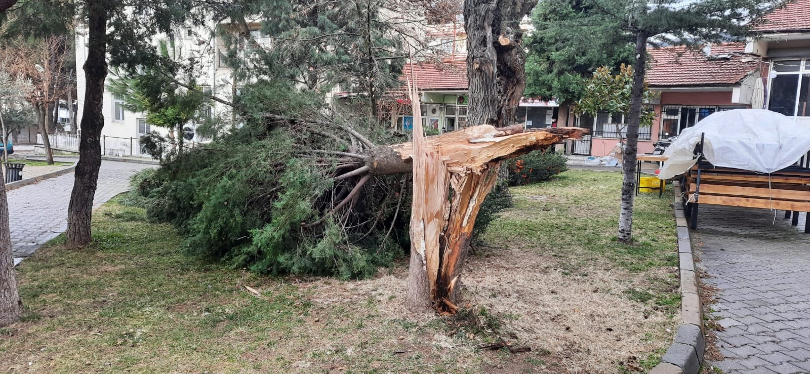 Buldan’da ağaçlar şiddetli rüzgara dayanamadı
