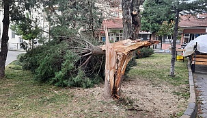 Buldan’da ağaçlar şiddetli rüzgara dayanamadı