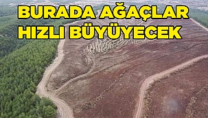 Denizli'de endüstriyel plantasyon sahası hazırlığı başladı